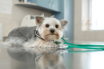 A cute dog breed Yorkshire Terrier is lying on the table with a stethoscope in a veterinary clinic..Inspection in a veterinary clinic. Happy dog vet..Blurred Background