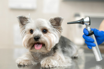 Beautiful vet doctor examines a small cute dog breed Yorkshire Terrier with the help of an otoscope in a veterinary clinic..Happy dog on medical examination..Background of the veterinary hospital