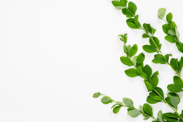 Barberry branch with green leaves on white background. Minimal flat lay style flower composition, top view, copy space.