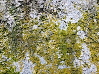 Yellow moss limestone texture background