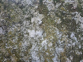 Obraz premium Yellow moss mix limestone texture on background