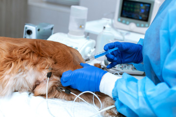 A veterinarian is administering an anesthetized dog . A dog with a catheter in its paw is lying on the operating table in a veterinary clinic. A Cocker Spaniel dog is awaiting surgery - obrazy, fototapety, plakaty