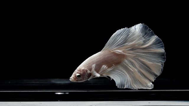 Super slow motion of Siamese fighting fish (Betta splendens), well known name is Plakat Thai, Betta is a species in the gourami family, which is a popular fish in the aquarium trade