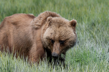 Grizzly bear in alaska