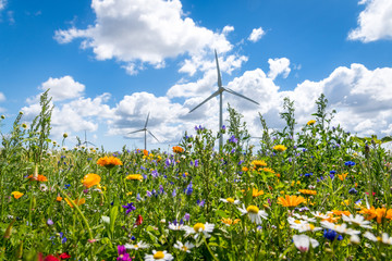 Blühende Wiesen, blühendes Feld, blühender Weg, um Insektensterben und Tötung zu verhindern und...