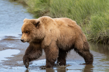 Naklejka na ściany i meble Grizzly bear in alaska