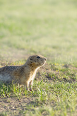 European ground squirrel looking into the distance. vertical photo