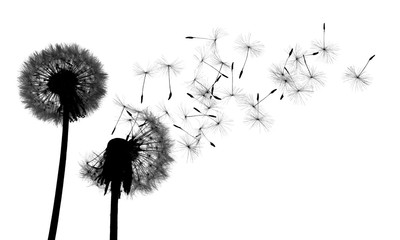 Shiluete grown dandelion and dandelion on white background