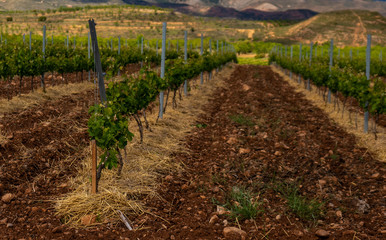Closeup view of a vineyard in Spain during a spring day with a blurry background - Image