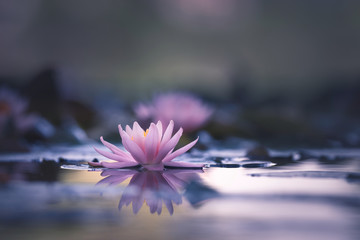 Water Lily Floating On The Water - obrazy, fototapety, plakaty