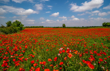 Panoramic view of a red poppies field with a cloudy blue sky during a sunny spring day - Image