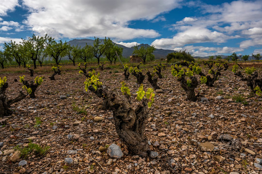closeup of a grapevine tree in Spain, during a spring day with some stones and a big blue sky with clouds - Image