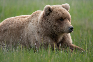 Naklejka na ściany i meble Grizzly bear in alaska