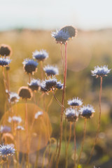 Blue flower at sunset with beautiful bokeh