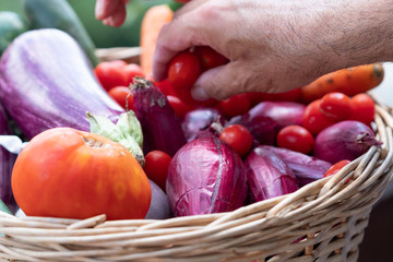 Picking up cherry tomatoes from a wicker basket full of aubergines, zucchini, carrots and shallots