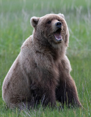 Obraz na płótnie Canvas Grizzly bear in alaska