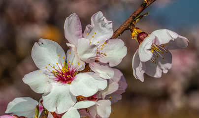 closeup macro view of a red and white and pink flower petals and pollen during the spring - Image