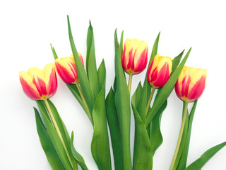 beautiful red and yellow tulips isolated on a white background 