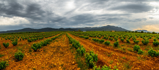 Panoramic view of a vineyard in Spain during a spring day with a cloudy sky - Image