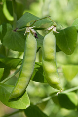 Pea plant with pods in a kitchen garden in summer