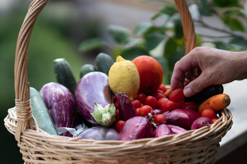 Wicker basket full of fresh and ripe farm vegetables: aubergines, zucchini, carrots, tomatoes,...