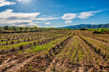 Fototapeta na wymiar Panoramic view of a vineyard in Spain during a spring day with a cloudy sky and backlight lens flare - Image