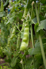 Pea plant with pods in a kitchen garden in summer