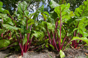 View into a field of Red beet, Beta vulgaris