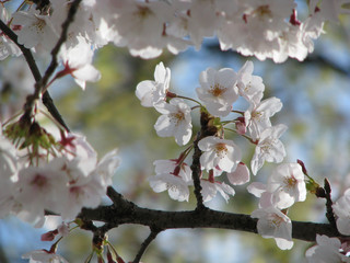 桜の風景