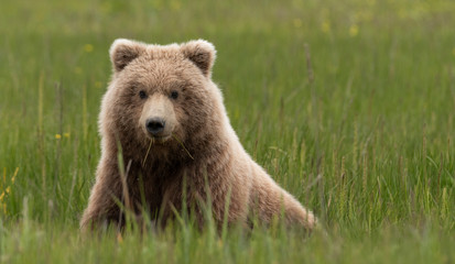 Obraz premium Grizzly bear in alaska