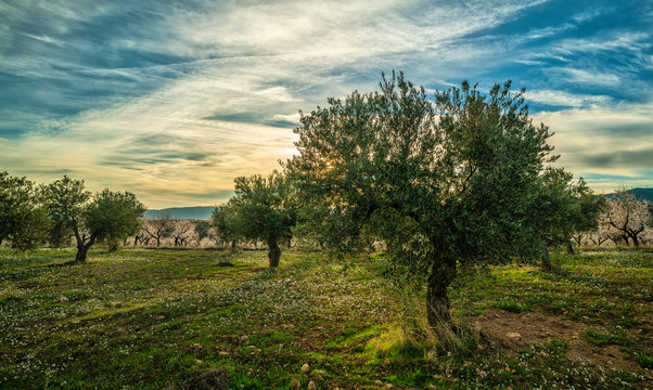 Picture on an olive trees and almond trees field during a sunny sunset in Spain - Image