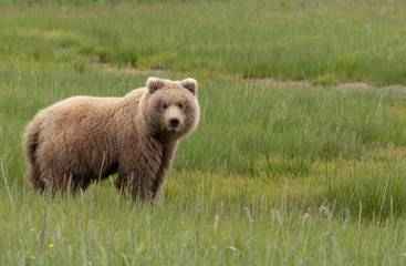 grizzly bear in grassland