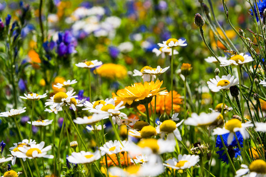 Bl&uuml;hende Wiesen, bl&uuml;hendes Feld, bl&uuml;hender Weg, um Insektensterben und T&ouml;tung zu verhindern und entgegenzuwirken. 