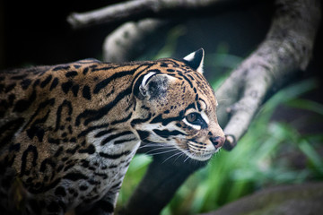 ocelot