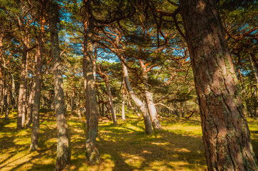 Powichrowane drzewa w parku narodowym w Norwegii © Dreamnordno