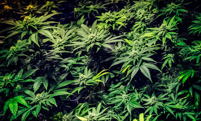 Marijuana Stock Photography