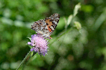 Schmetterling auf Blume
