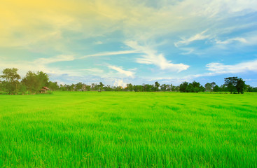 Green rice fields with blue and orange sky, sunset Sky-Image