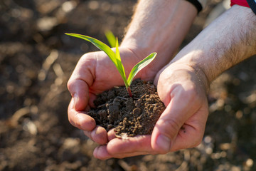 hands holding the sprout