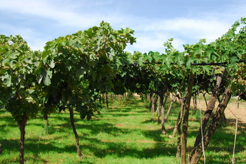 Fototapeta na wymiar big vineyard 