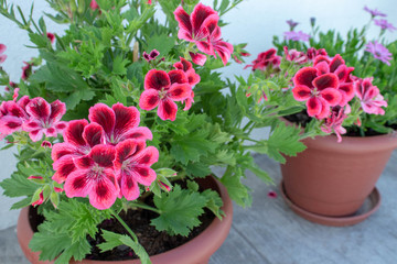 flowers in pot