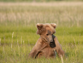 Grizzly bear in grass