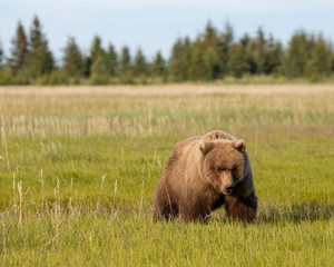 Grizzly bear in grass