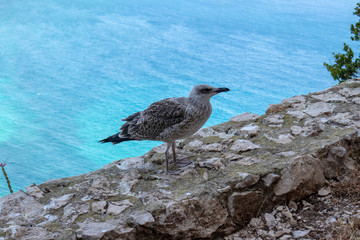 seagull on rock