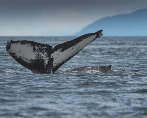 Fototapeta premium Humpback whale