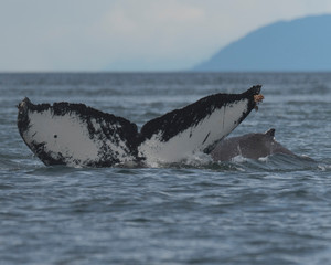 Naklejka premium Humpback whale Alaska