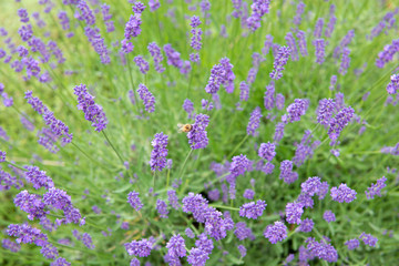 Purple lavender bush on green field