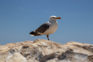 seagull on rock