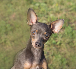 Portrait of a dog breed That Terrier on the background of a green lawn. Pets, dogs, cats.