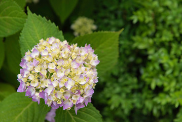 Pink Hortensia, pinl Hydrangea with green leaves	